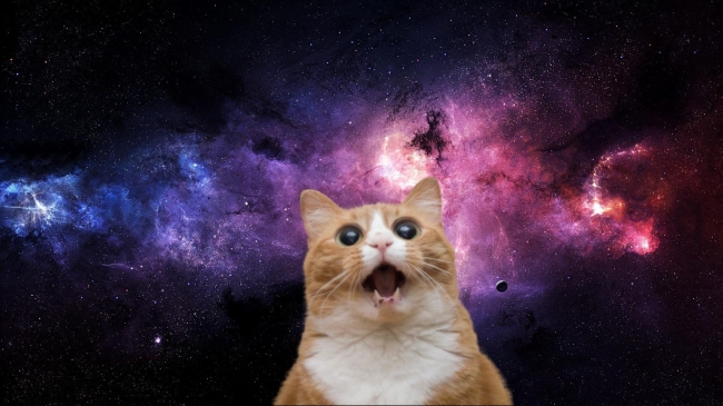 Cat in space
