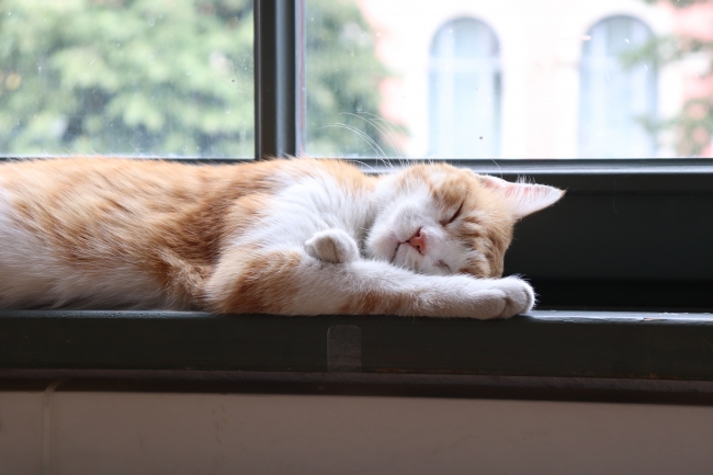 sleeping_kitty