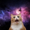 Cat in space