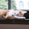 sleeping_kitty